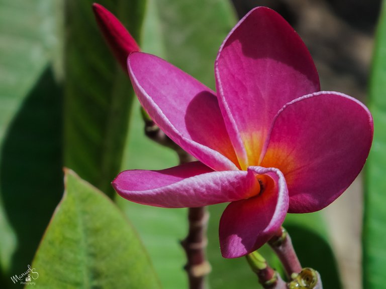 flor de plumeria.jpg