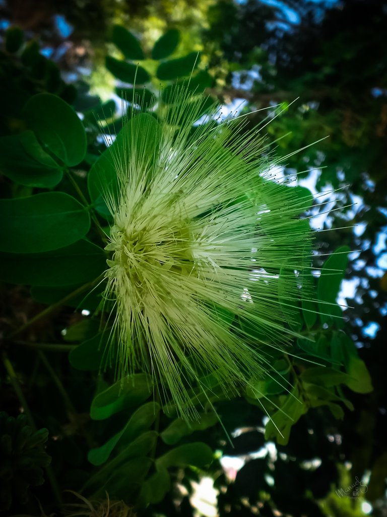 flor de maraca2.JPG