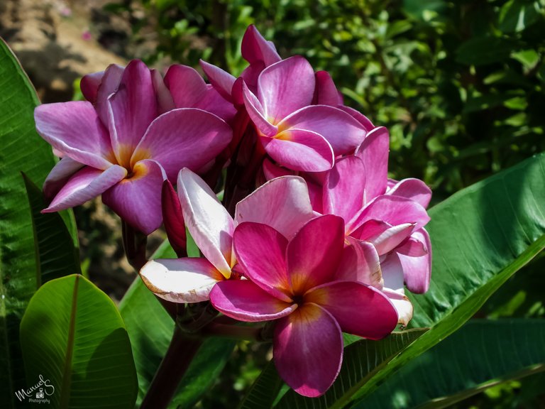 flor de plumeria3.jpg