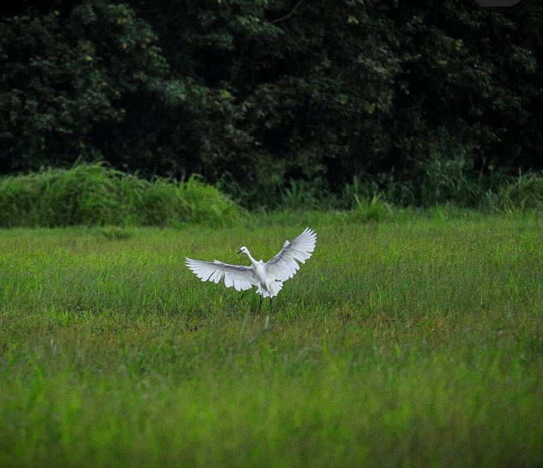 Great egret is Saying Hello