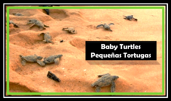 BabyTurt1.png