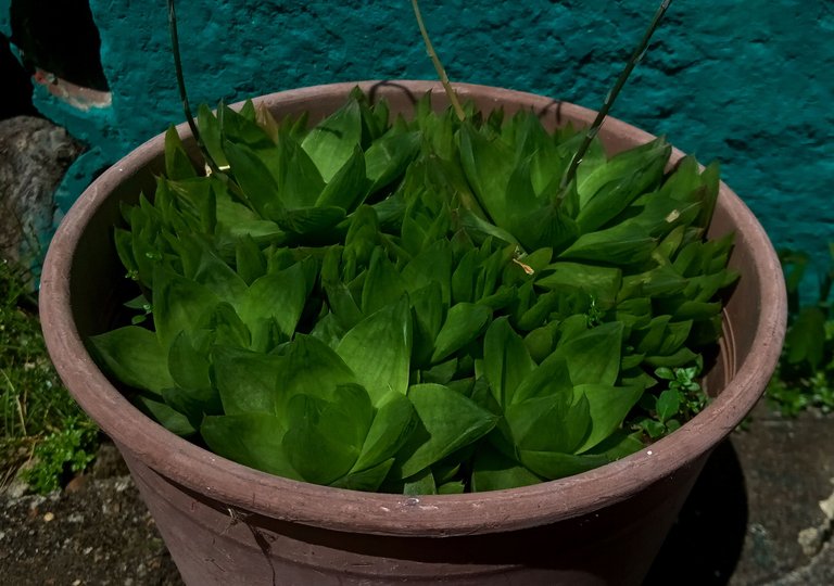 Haworthia symbiformis2.jpg