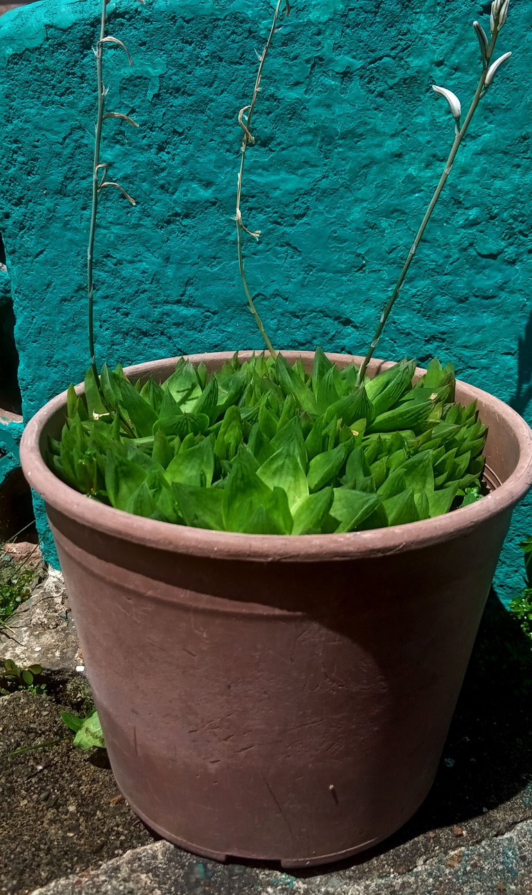 Haworthia symbiformis3.jpg