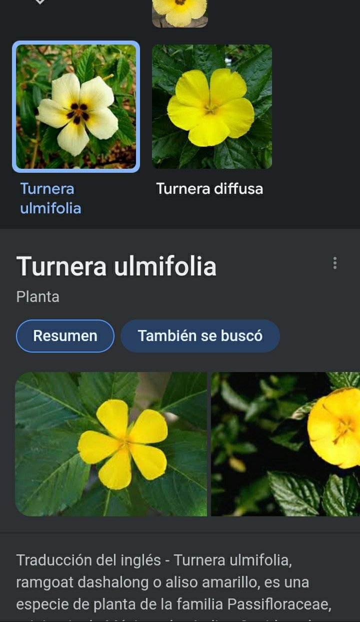 damiana ulmifolia.jpg