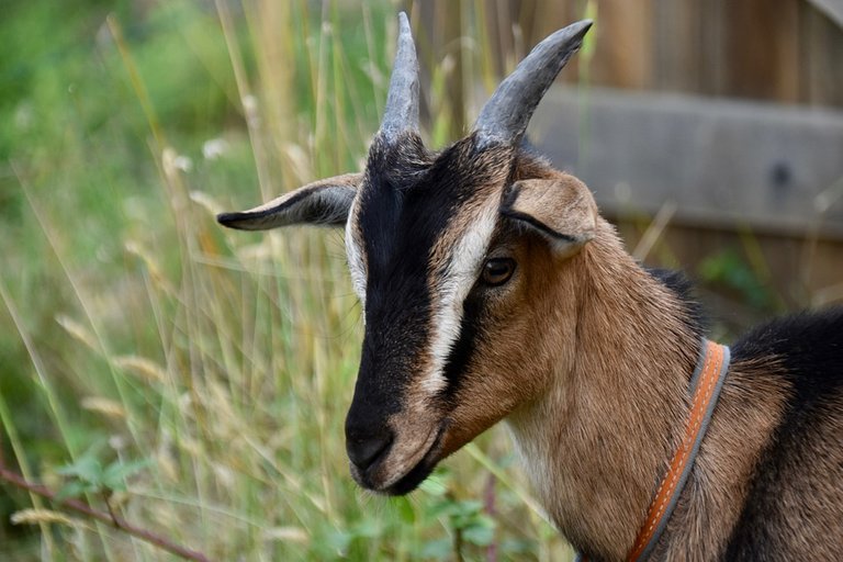 goat-5337121_960_720.jpg