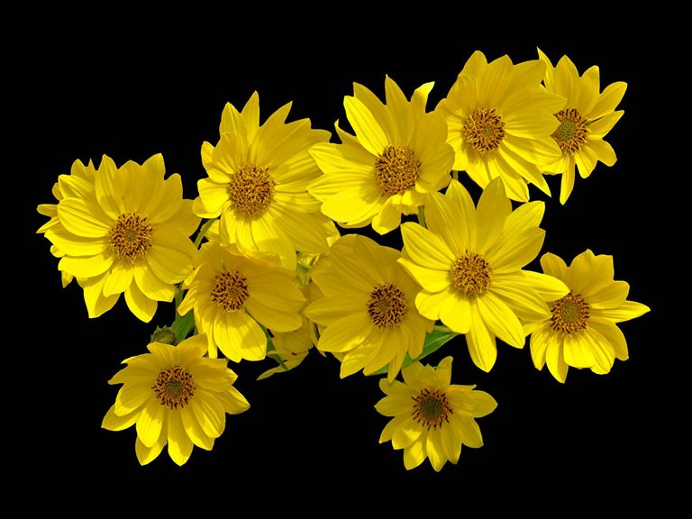 Closeup_Heliopsis_Black_background_Yellow_536580_1365x1024.jpg