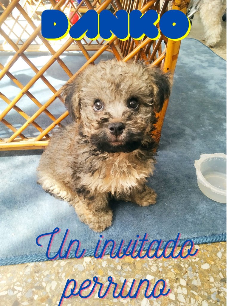 Un invitado perruno.png