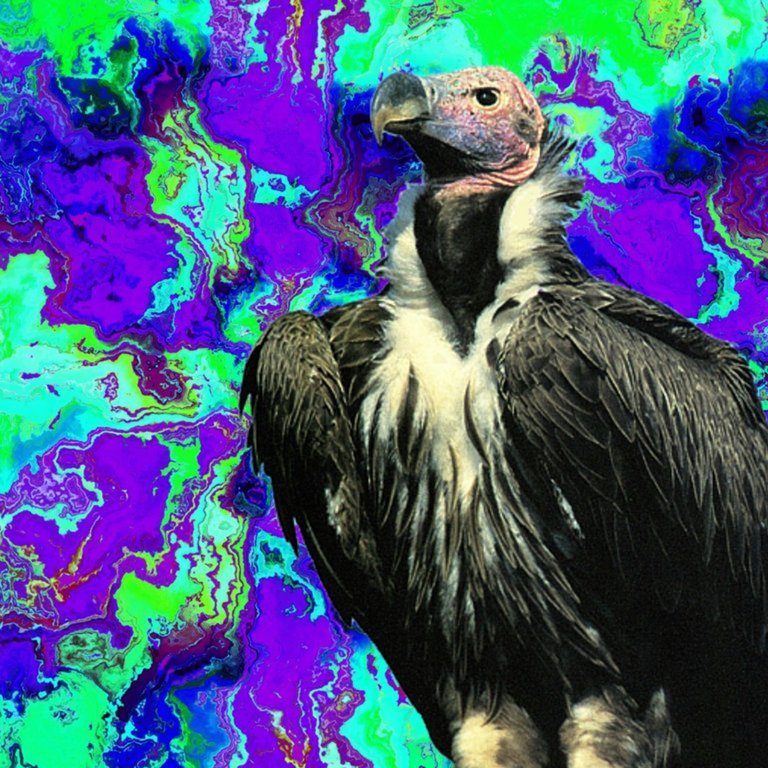 bird.jpg