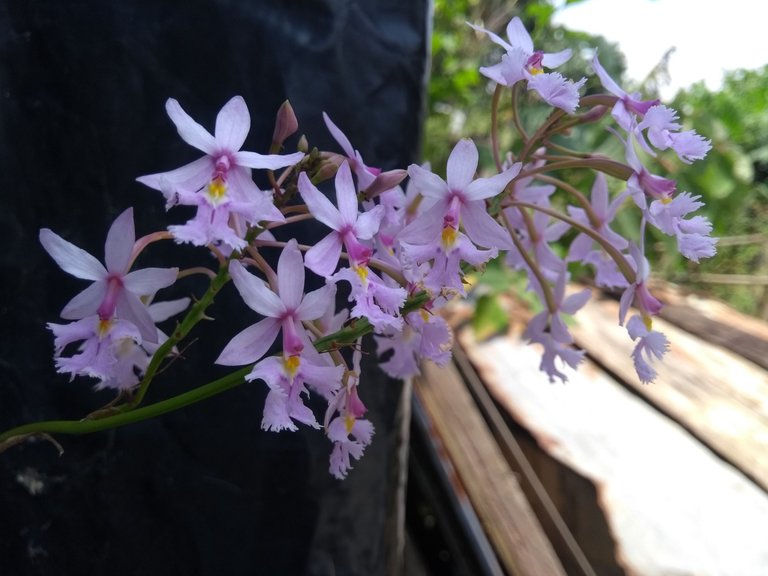 florecillas orquídea .jpg