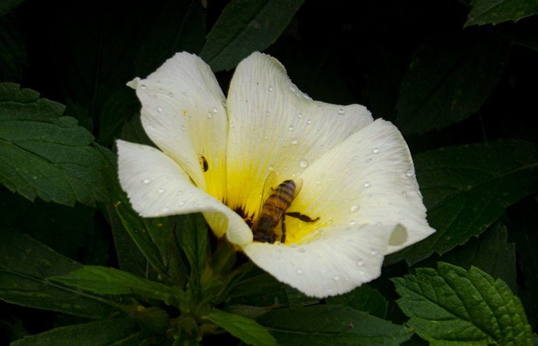 DSCF3247.jpg