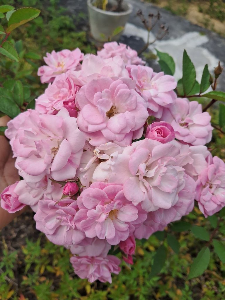 $1