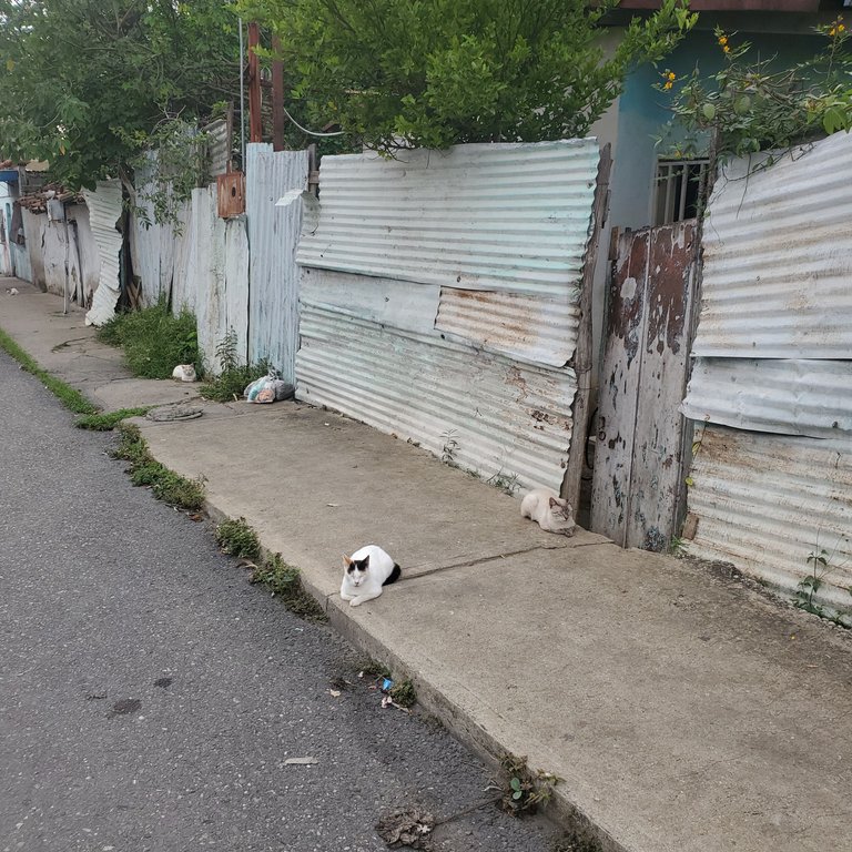 20250705_074943.jpg