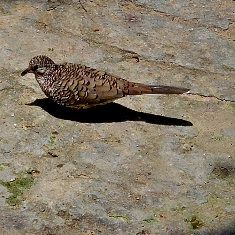 20250724_121442.jpg