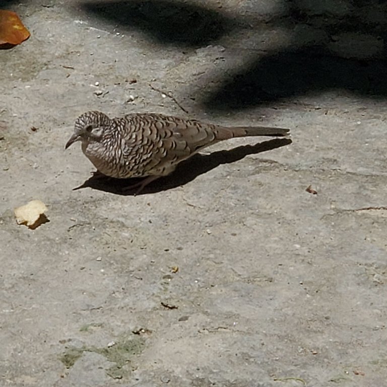 20250724_121858.jpg