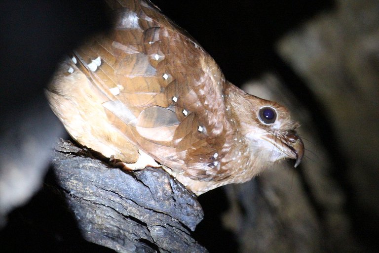 Oilbird_(17370415445).jpg