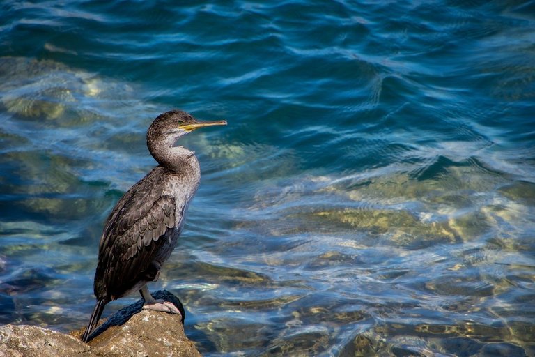 great-cormorant-7536603_1280.jpg