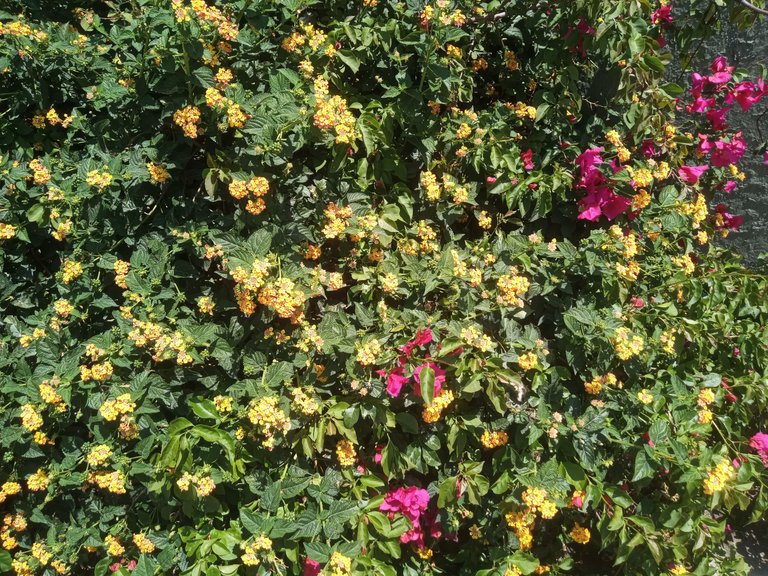 IMG_20250810_105313_569.jpg