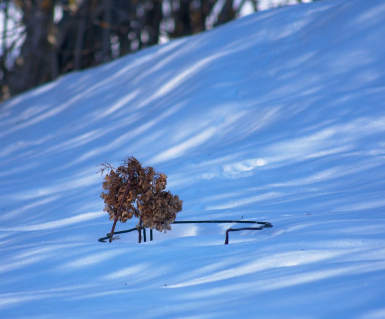 DSC_2409.jpg