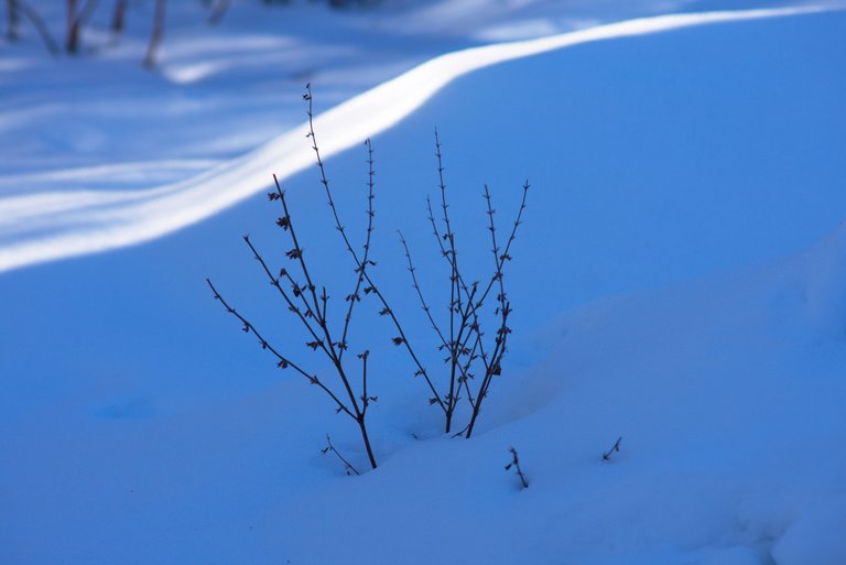 DSC_2411.jpg