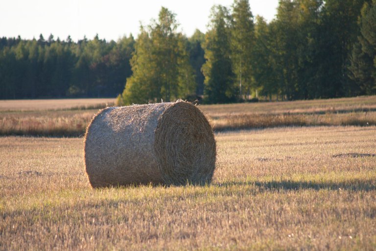 DSC_0580.jpg