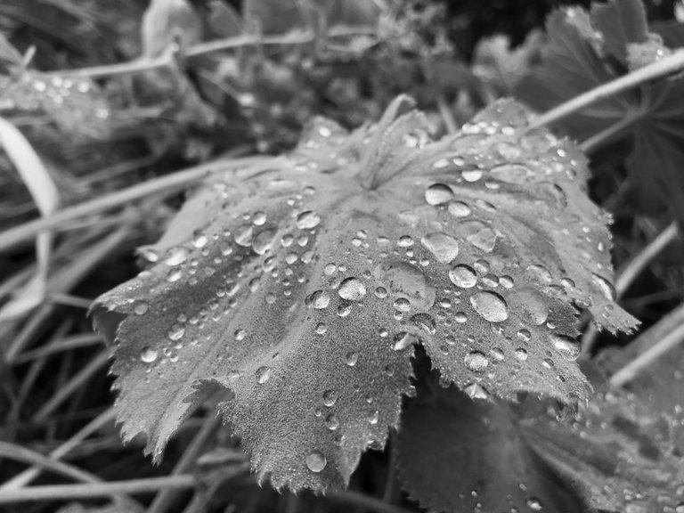 IMG_8604_1.JPG