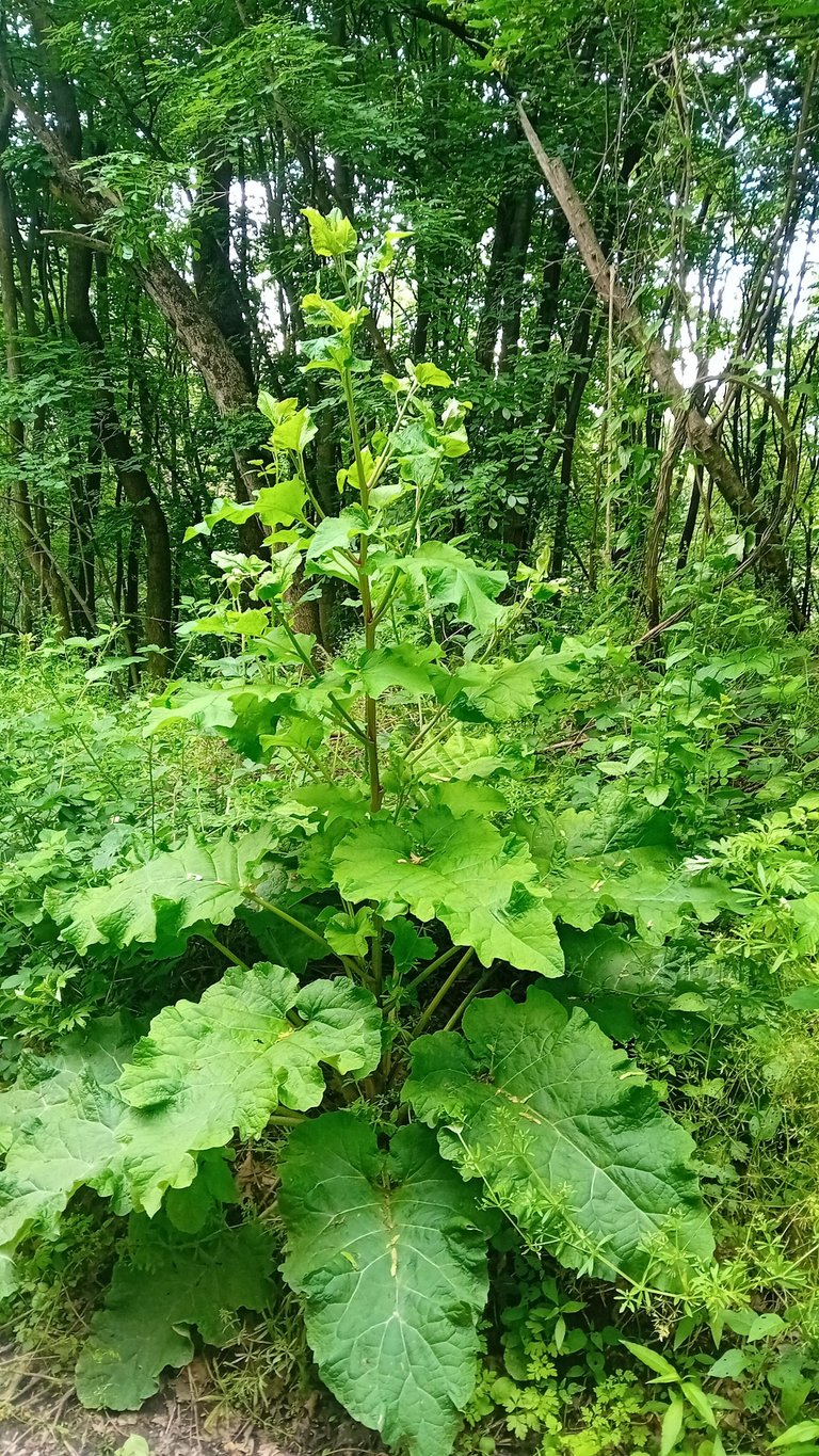 20250525_160254.jpg