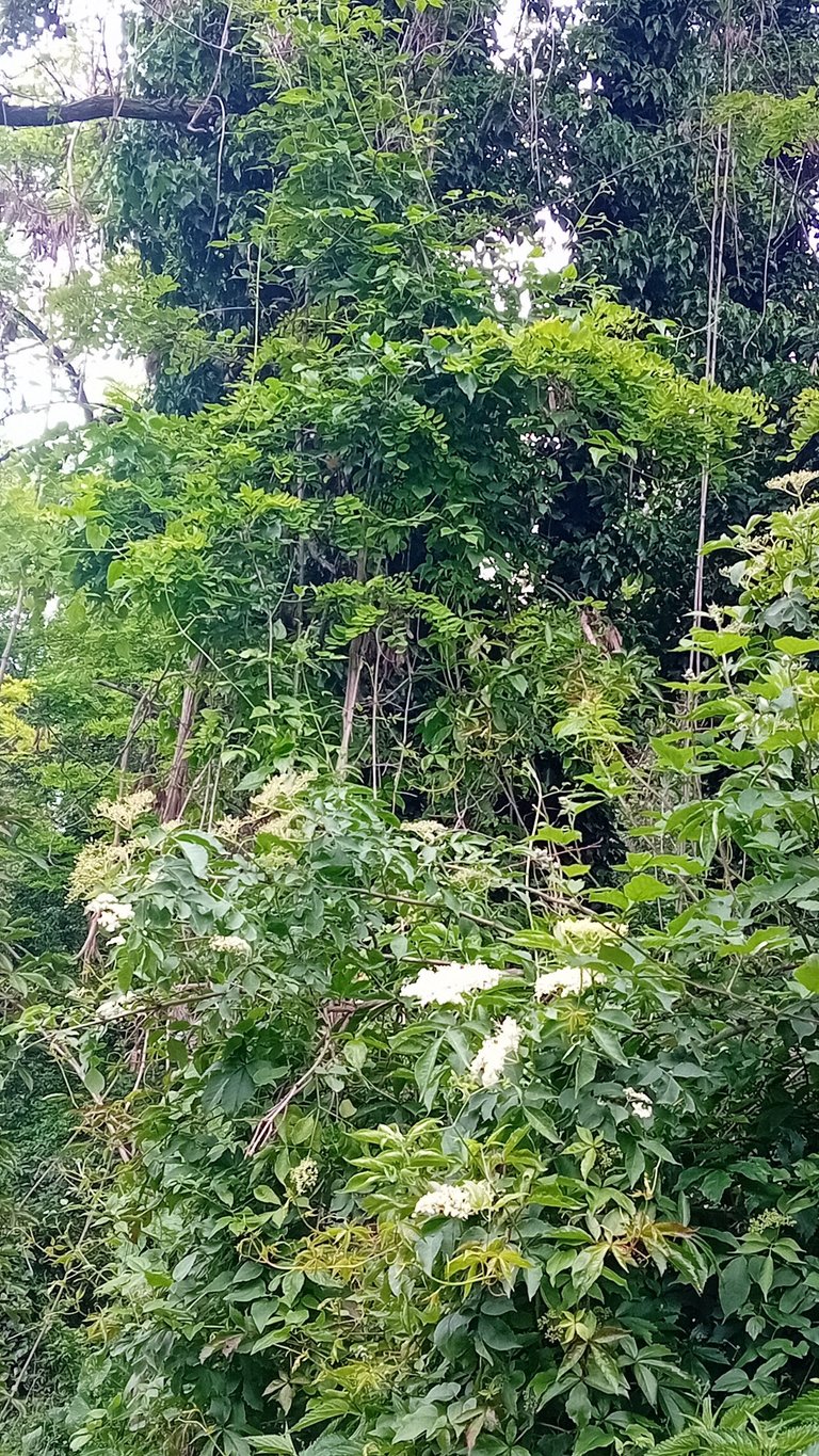 20250525_151921.jpg