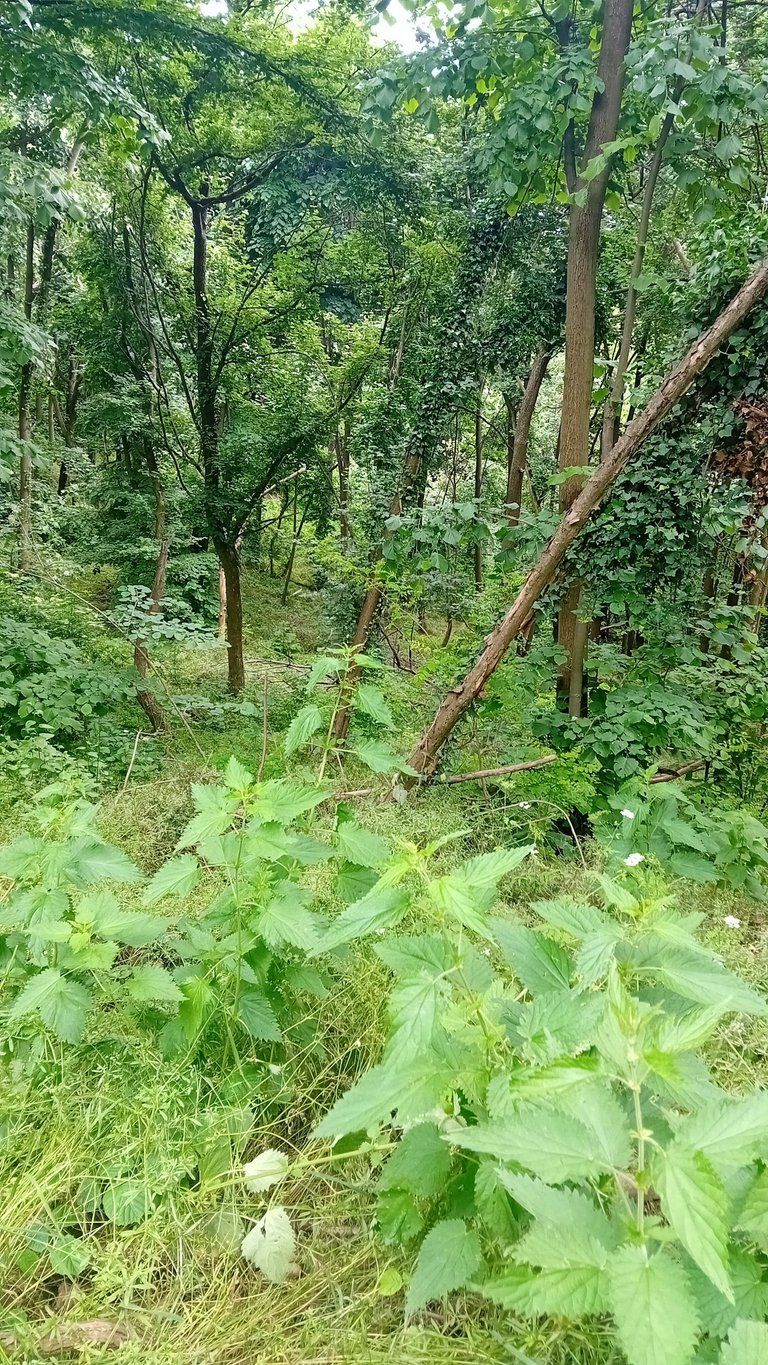 20250525_151349.jpg
