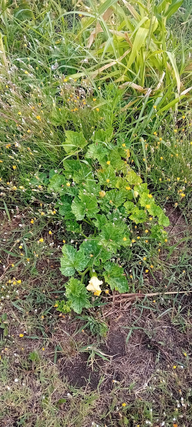 20250717_172439.jpg