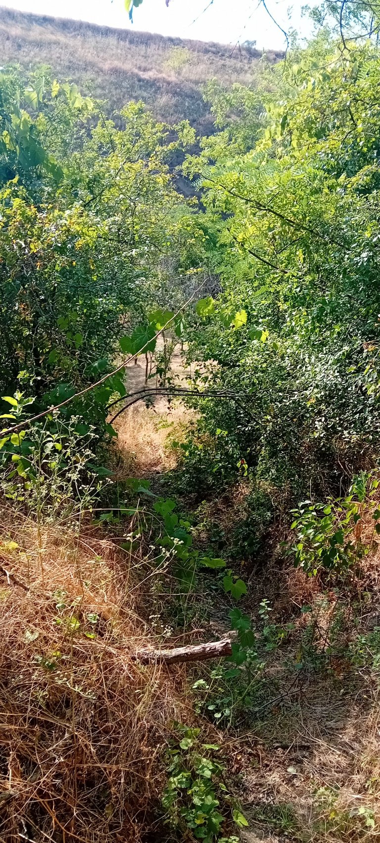 20250712_171333.jpg