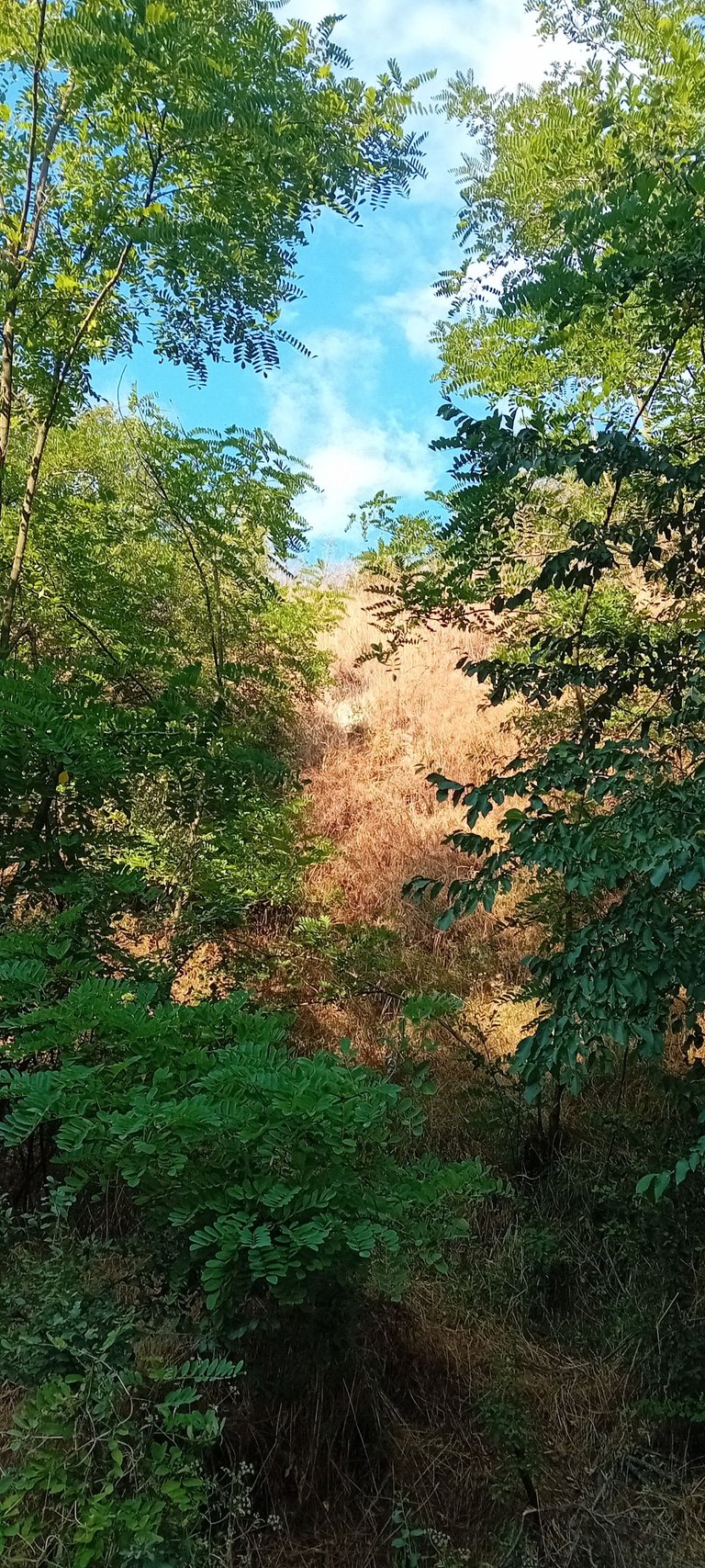 20250712_175645.jpg