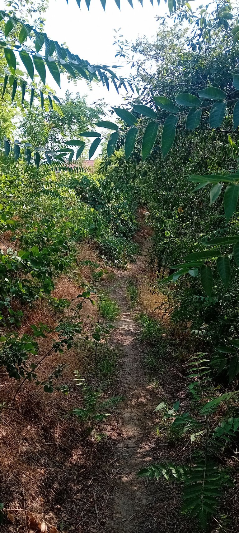 20250712_171100.jpg