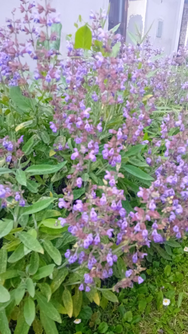 20250520_183711.jpg