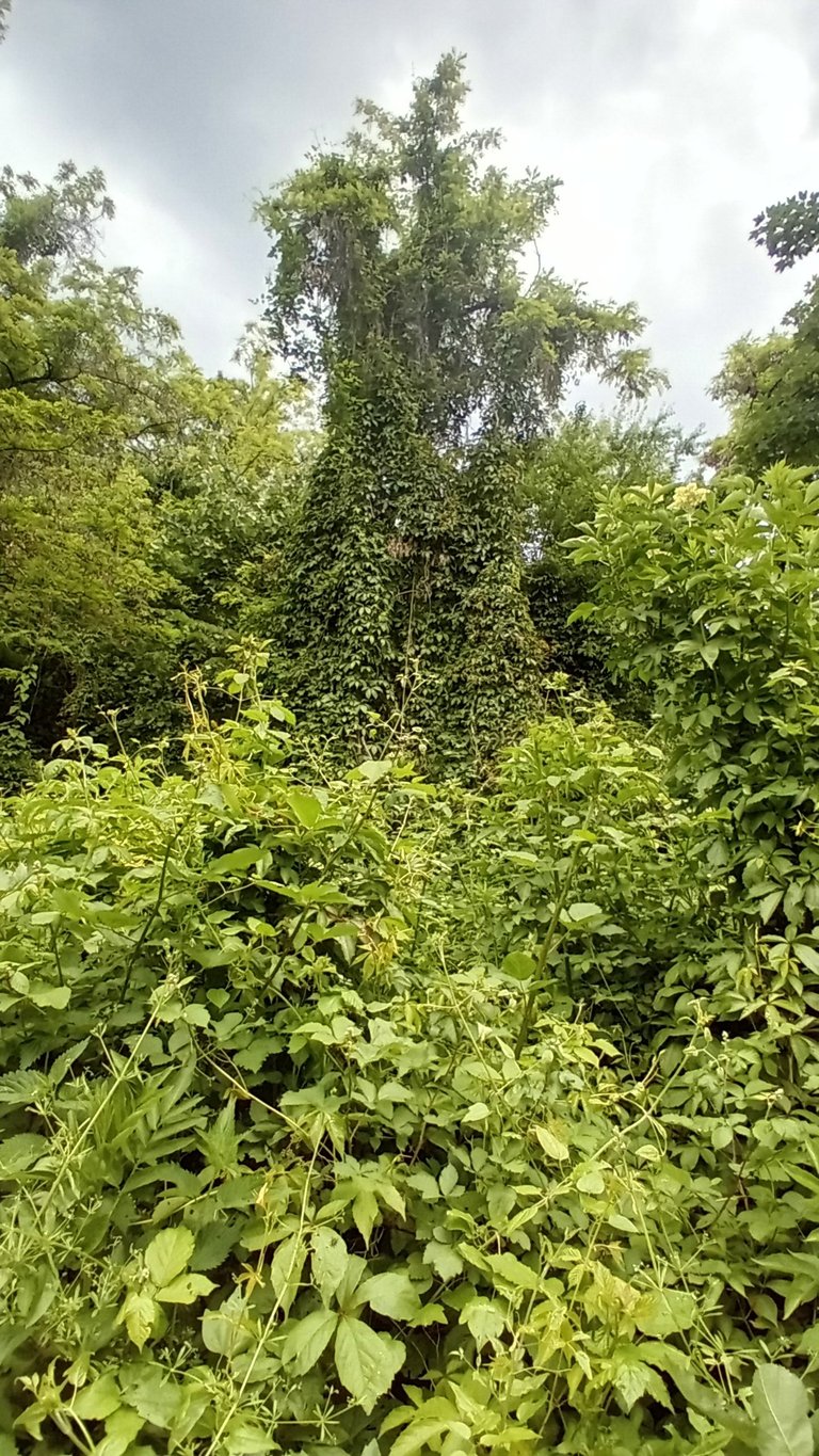 20250525_151910.jpg