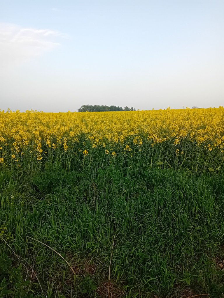20250421_183706.jpg