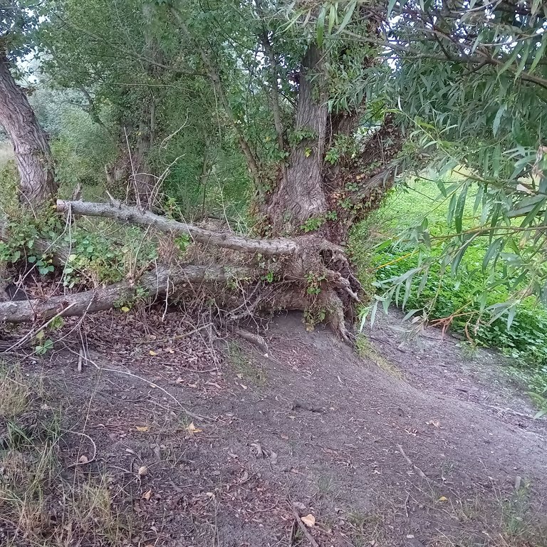 20250729_191731.jpg