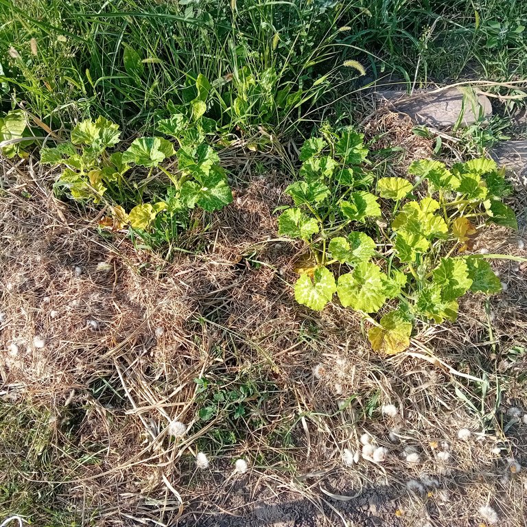20250725_174615.jpg