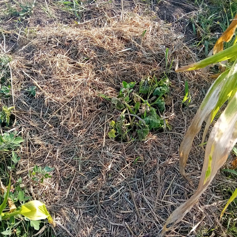 20250725_174701.jpg