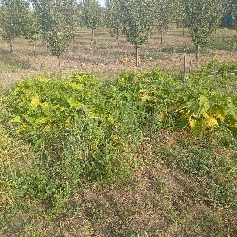 20250829_173148.jpg