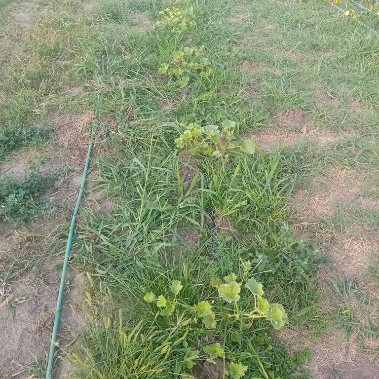 20250829_173308.jpg