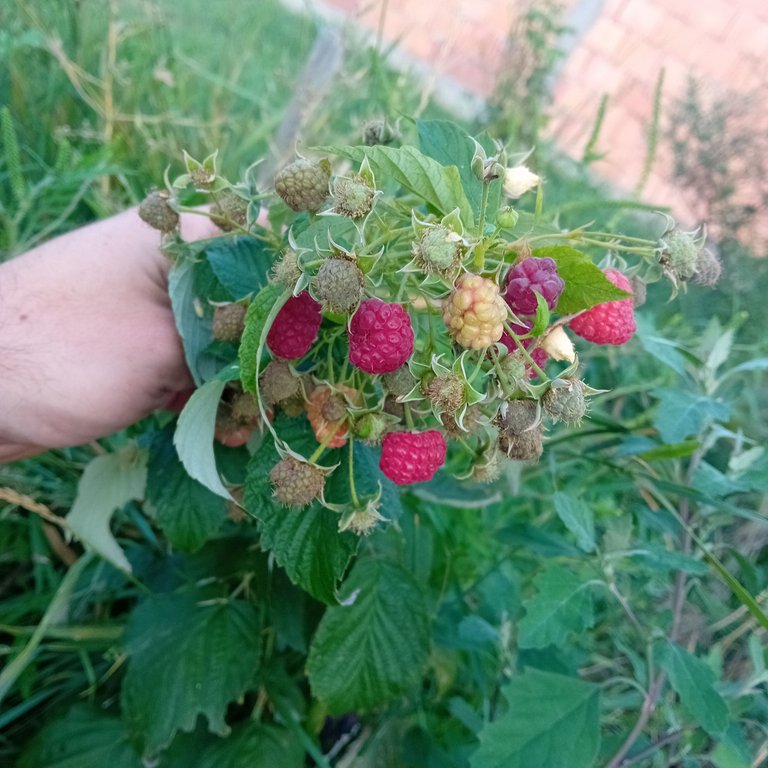 20250822_174240.jpg