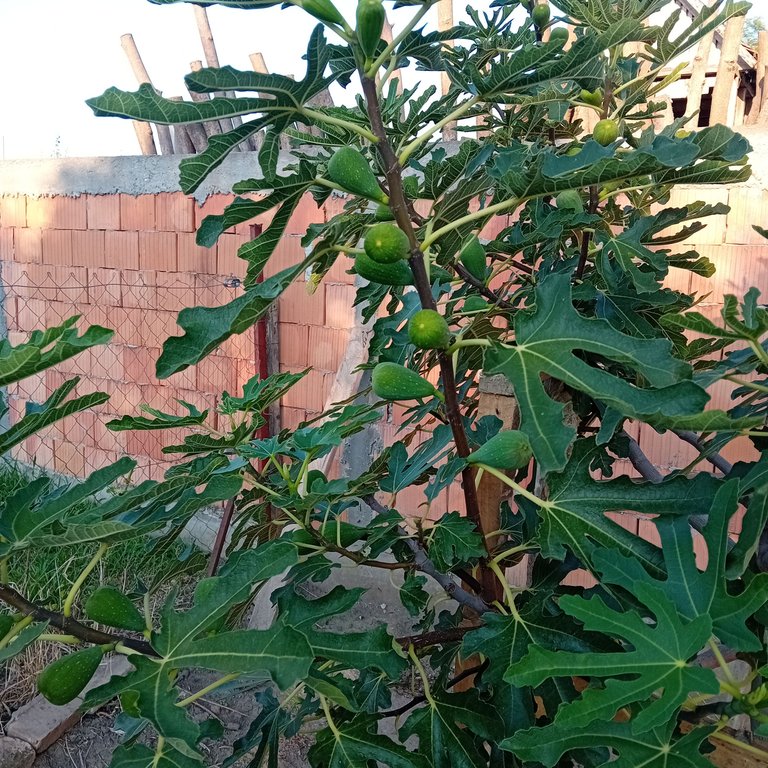 20250807_184413.jpg