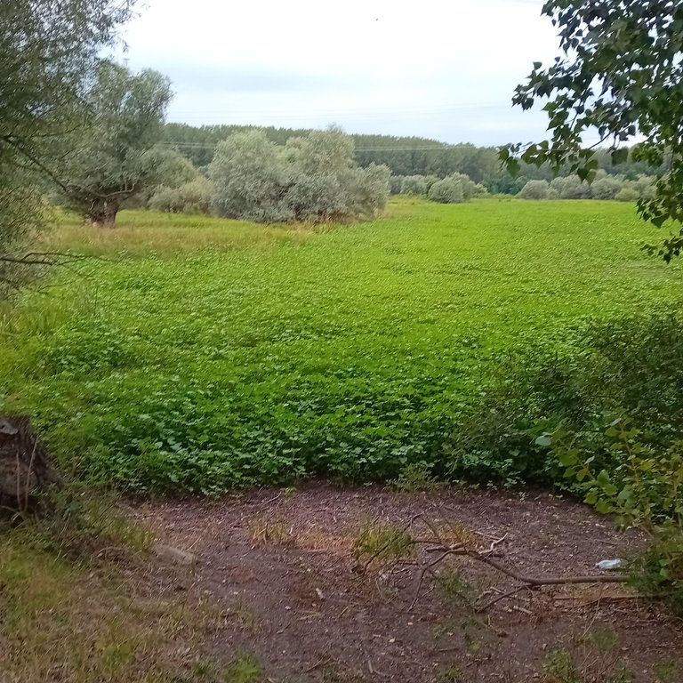 20250729_191758.jpg