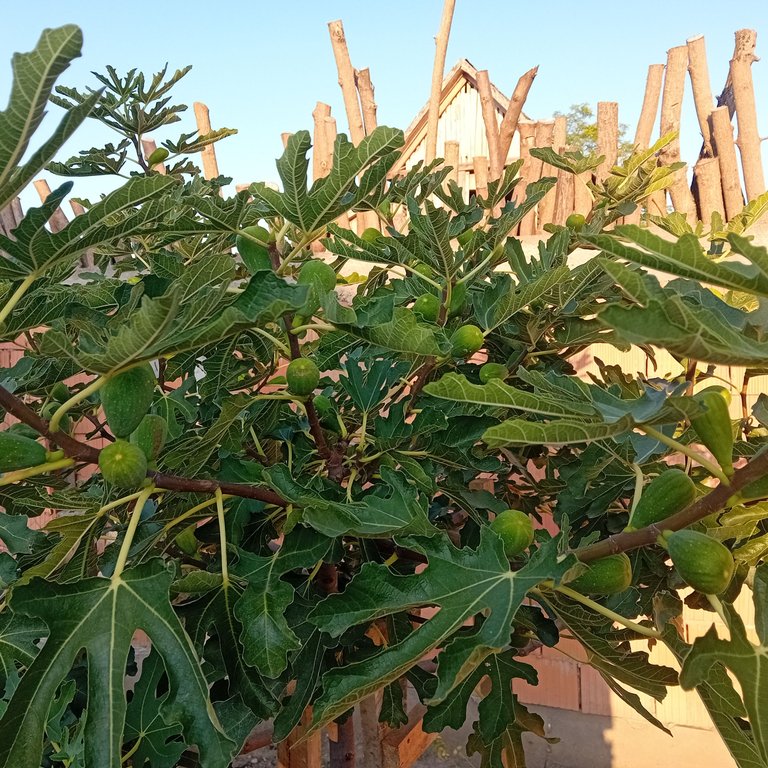 20250807_184402.jpg