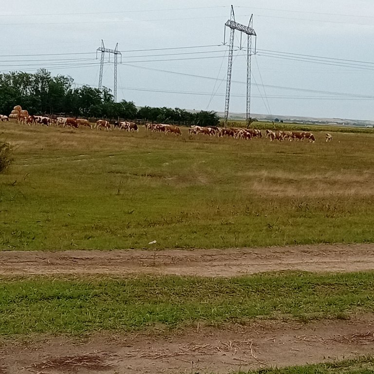 20250729_190733.jpg