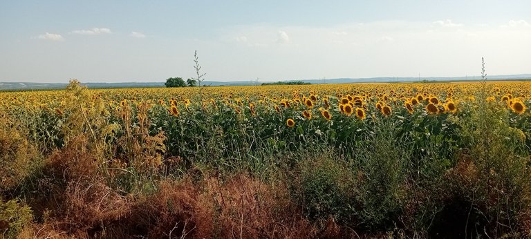 20250626_163547.jpg