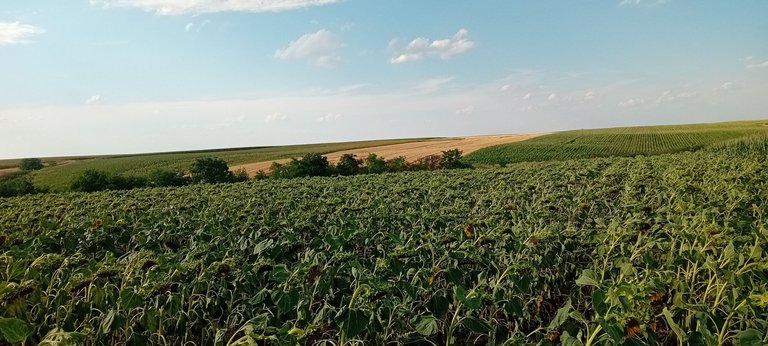 20250712_173704.jpg