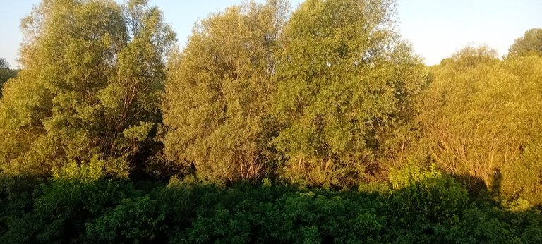 20250625_055607.jpg