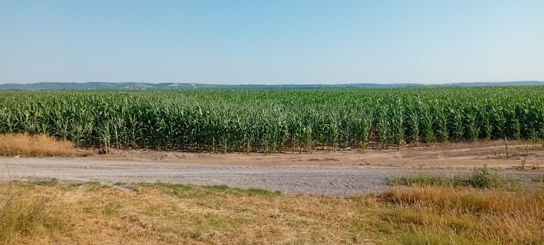20250624_171545.jpg