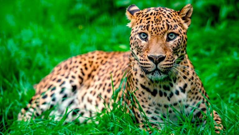 leopardosrilanka600x338copia.jpg